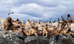 Isla de los Lobos