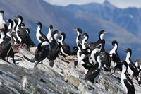 Isla de los Pjaros