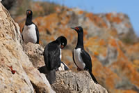 Isla de los Pjaros
