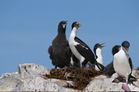 Isla de los Pjaros