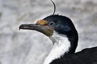 Isla de los Pjaros