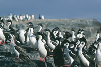 Isla de los Pjaros