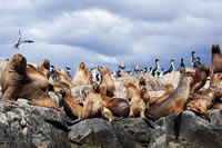 Isla de los Lobos