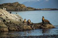 Isla de los Lobos